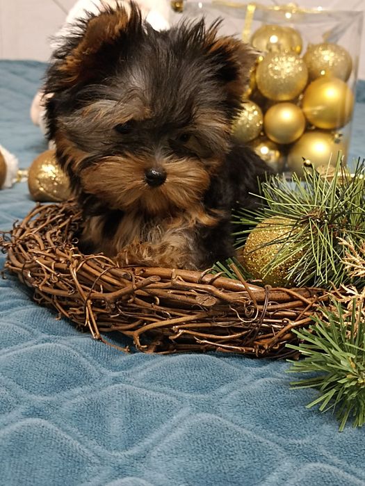 Йорочка супер міні