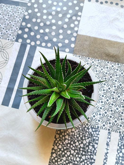 Хавортія смугаста — сукулент