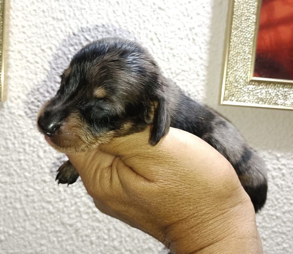 Teckel kanichen machinho arlequim