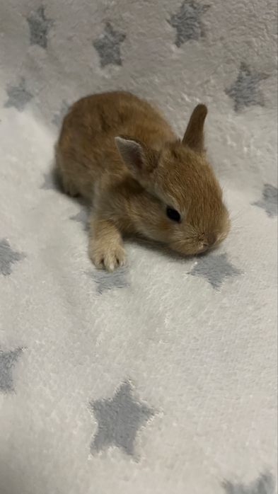 Кролик карликовий подарунок під ялинку