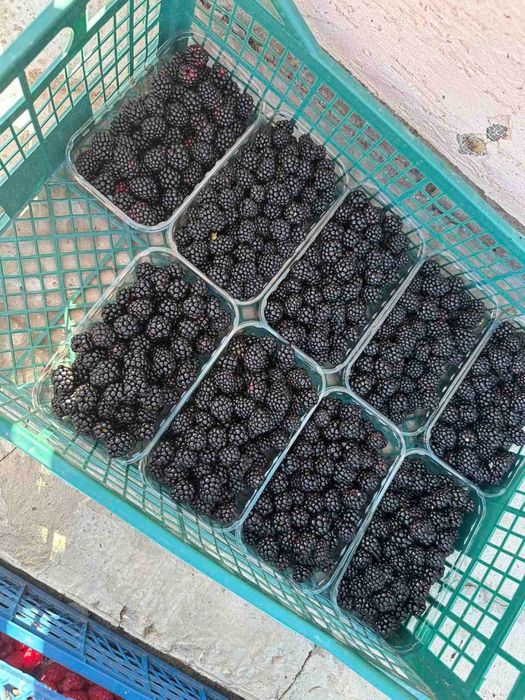 Ожина заморожена