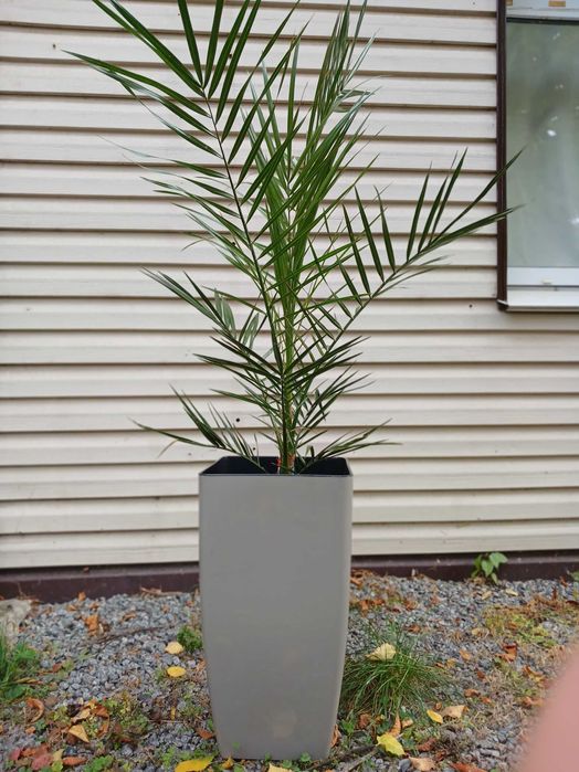 Хамедорея та інші пальми. Є рослини різної втсоти.