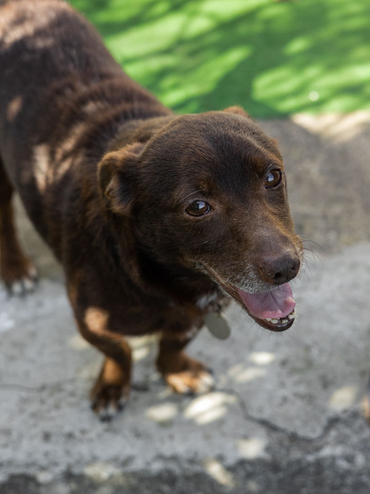 Cãozinho adulto porte pequeno