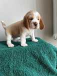 Szczeniak Beagle z rodowodem bicolor