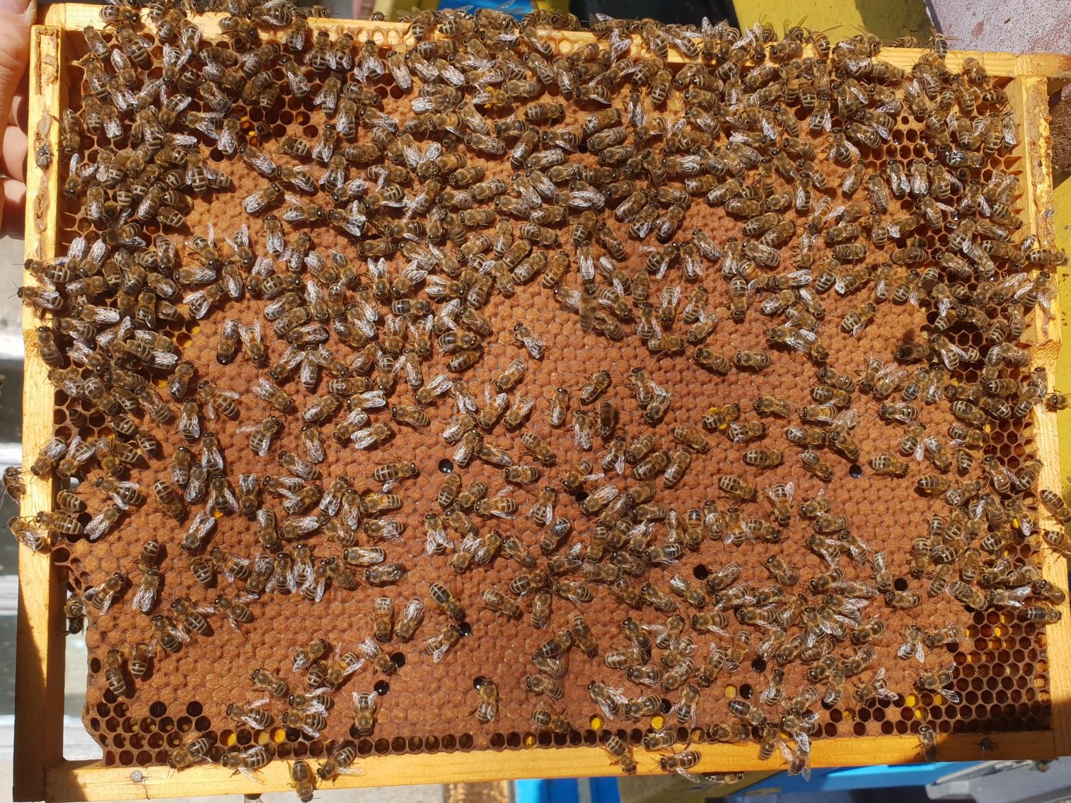 Matki pszczele 2024, Pszczoły