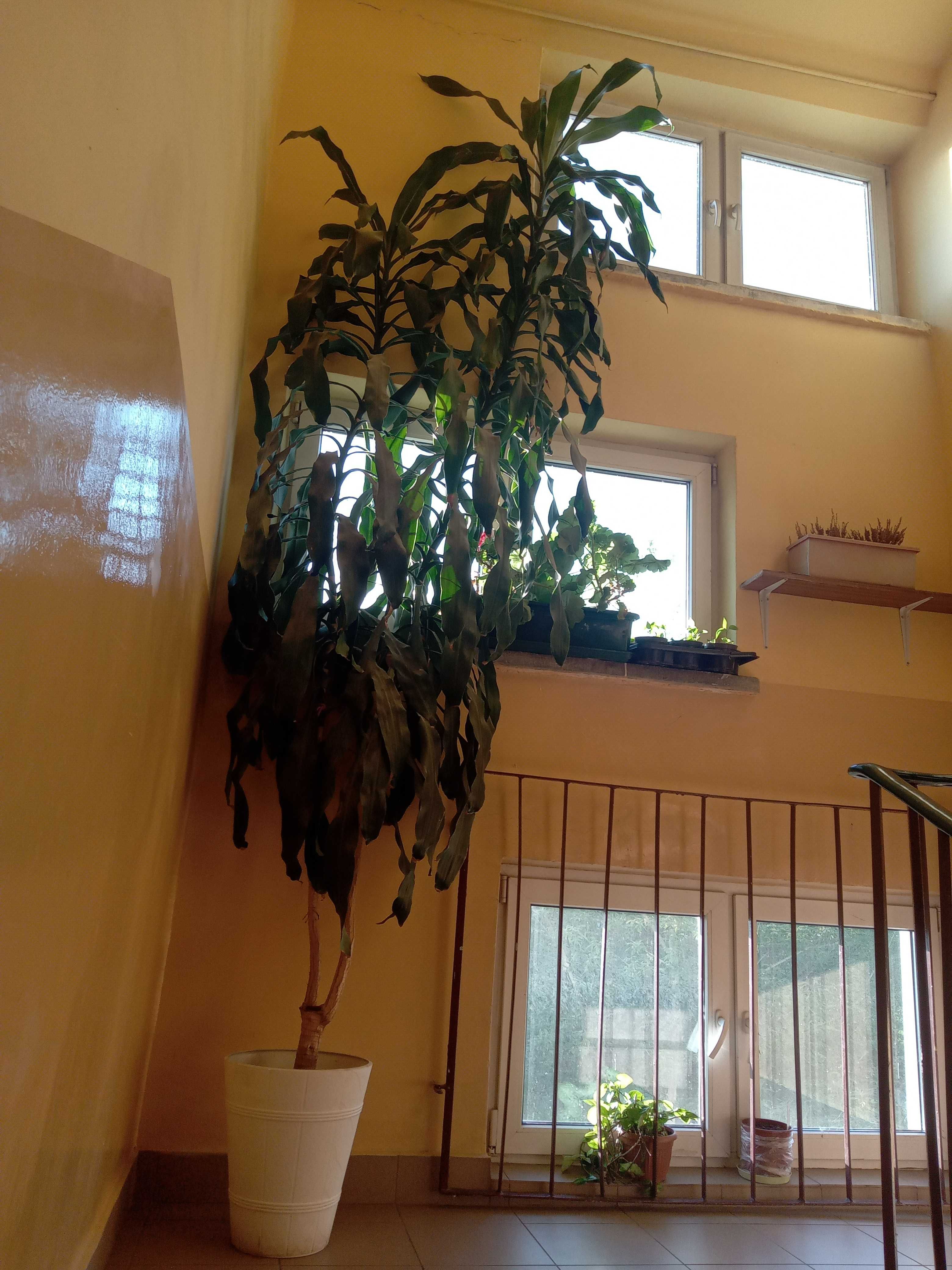 Dracena jak palma