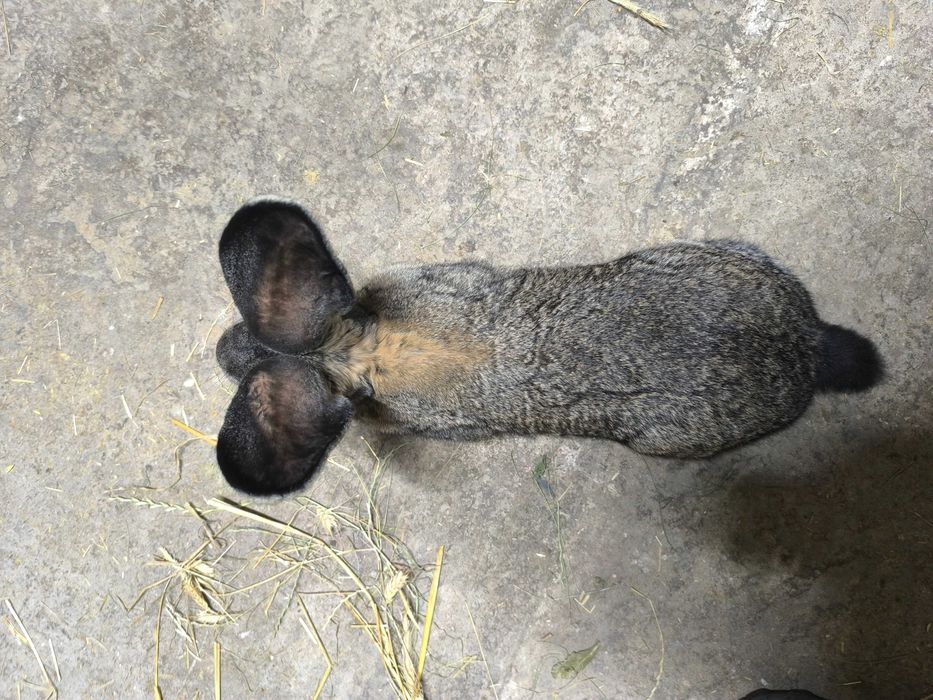 Belgijski olbrzym szary Samica