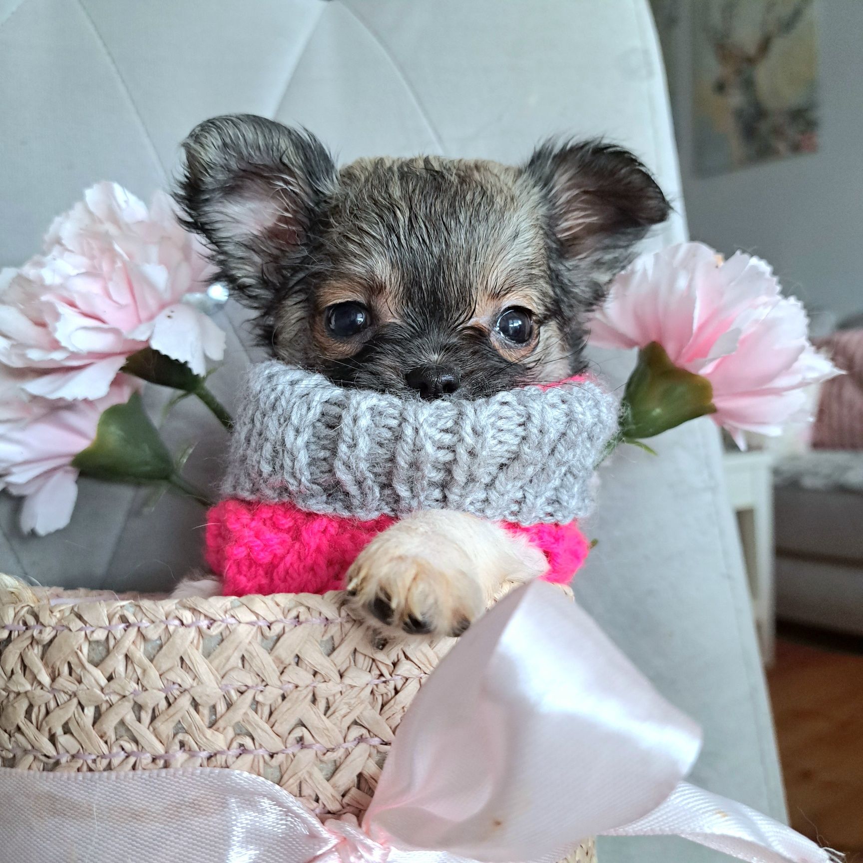 Sisi miniaturka dziewczynka długowłosa Chihuahua