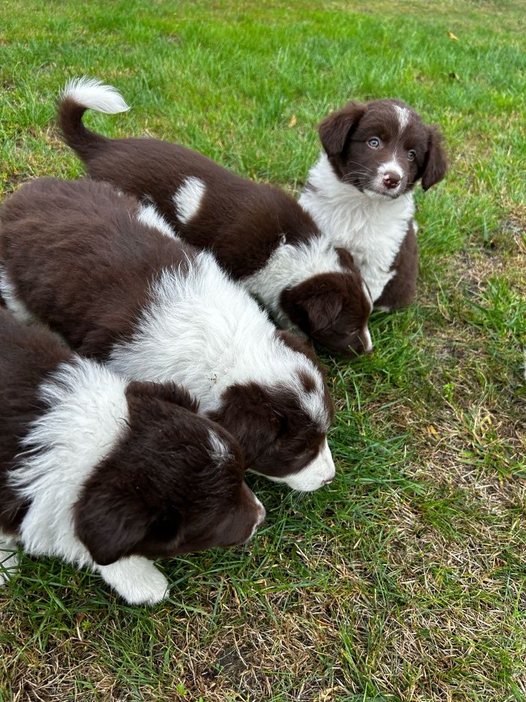 GOTOWE DO ODBIORU Piesek szczeniak Border Collie czekoladowo biały