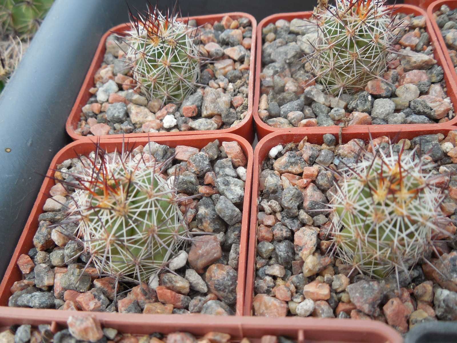 Parodia penicillata