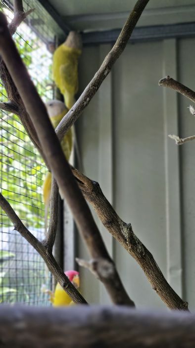 Cabeça de ameixa F.Diluida