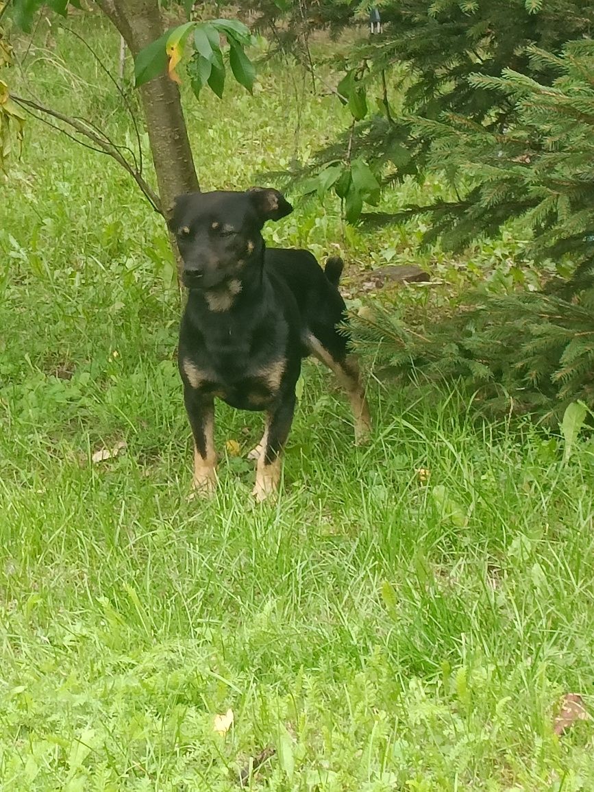 Oddam pieska za darmo