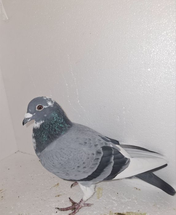 Gołąb pocztowy samiec Tomasz Rumuński