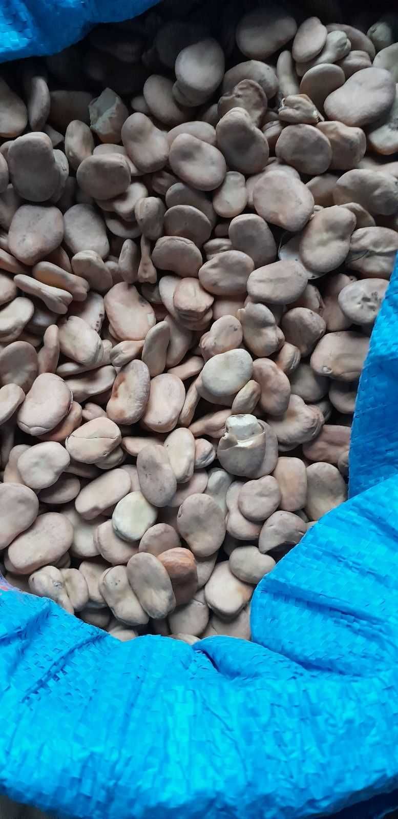 Bób BIZON !Tegoroczny!