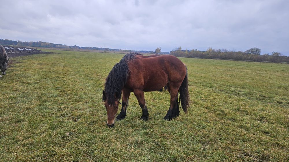 Sprzedam 3 klacze zimnokrwiste