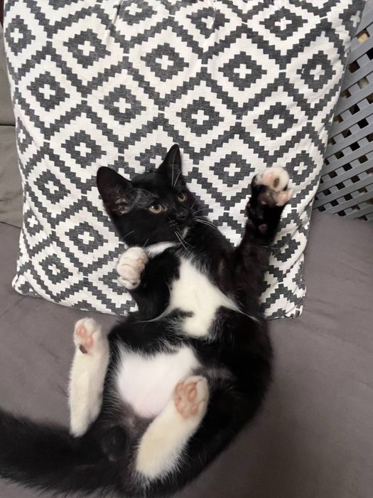 Чорно-білий котик в добрі руки