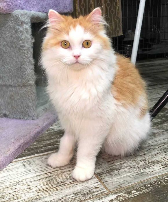 Молоденька кішечка Луна красуня, ніжна квіточка, 11 месяцев