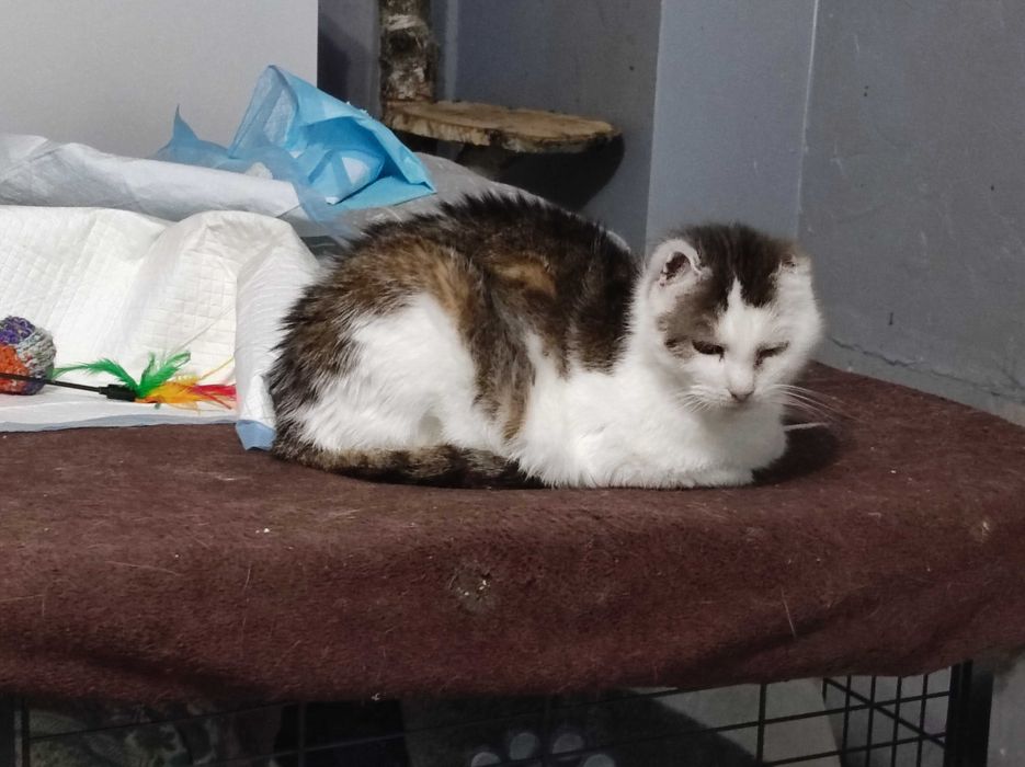 Maciuś szuka kochającego domu tymczasowego / stałego - kot do adopcji