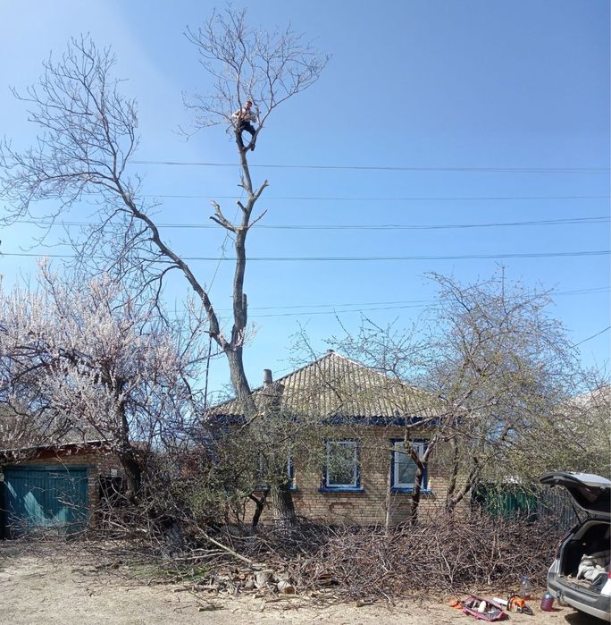 Арбористи.Зріз,обріз,спилювання,професійна валка дерев Утеплення