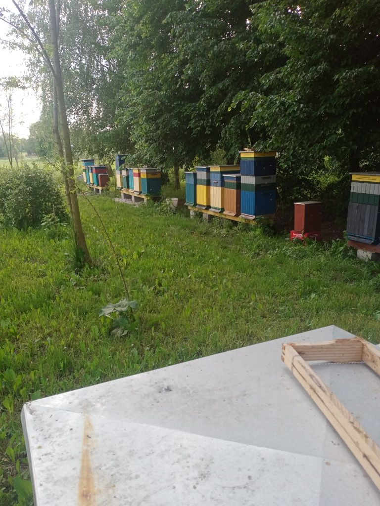 Odkład pszczeli, pszczoły, ramka WP