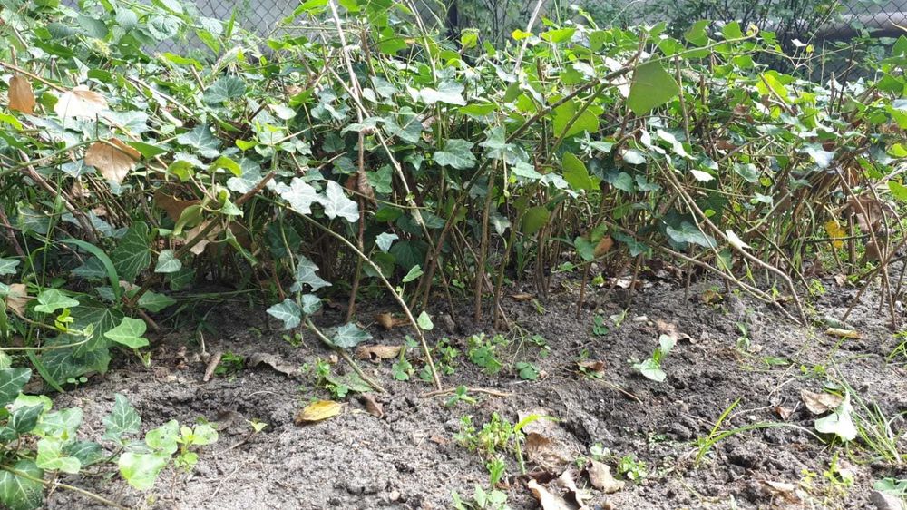 Bluszcz zimozielony -17 szt sadzonki -wysył