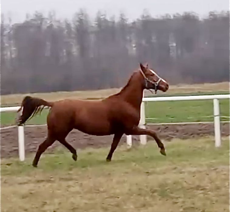 Klacz 155cm 6 lat skaczaca, dla amatora gr. E