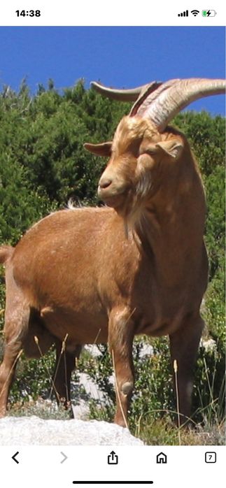 Бараны- козы Потавска область