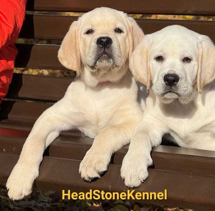 Лабрадор ретривер Щенки