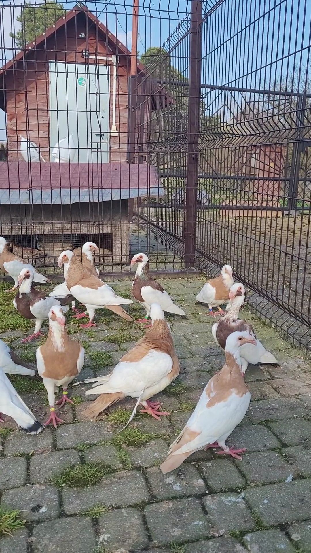 Bagdeta norymberska