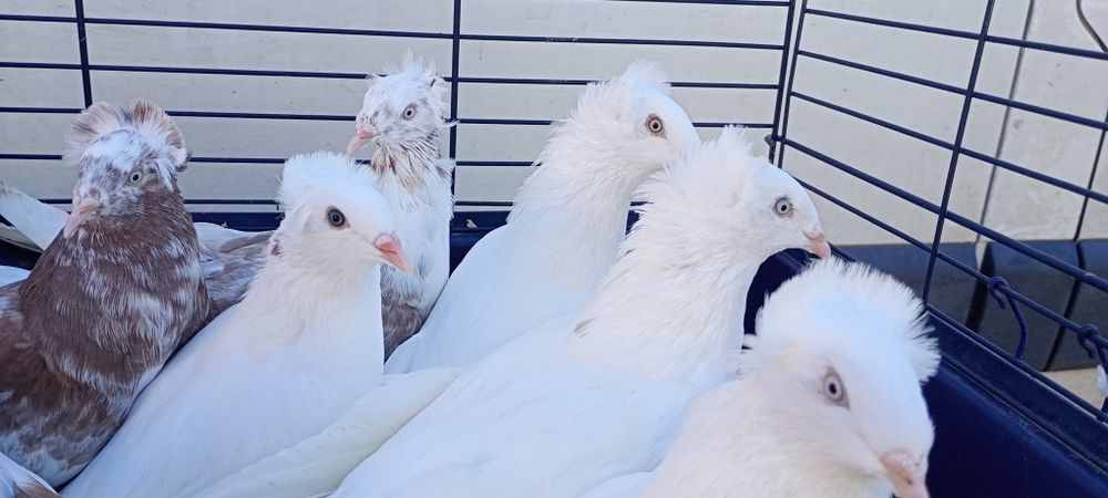 Sokoły Gdańskie , Sokół Gdański