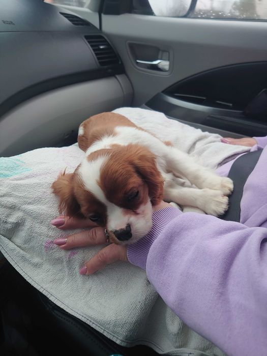 Доставка тварин. Перевезення тварин. Суми. Переїзд. Трансфер