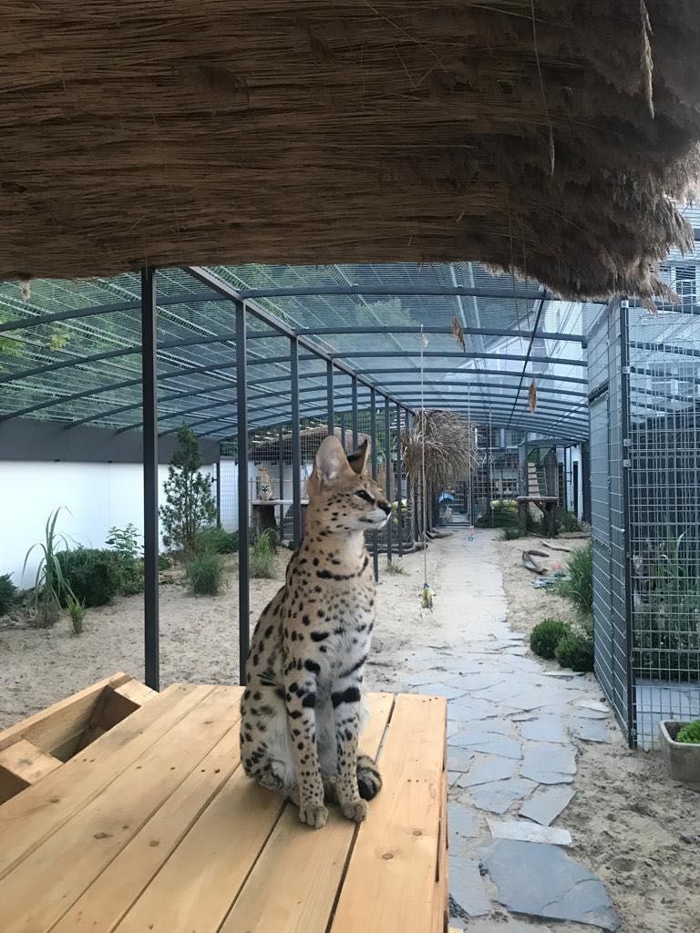 Safari House na wyłączność, Wisła, 15 osób+