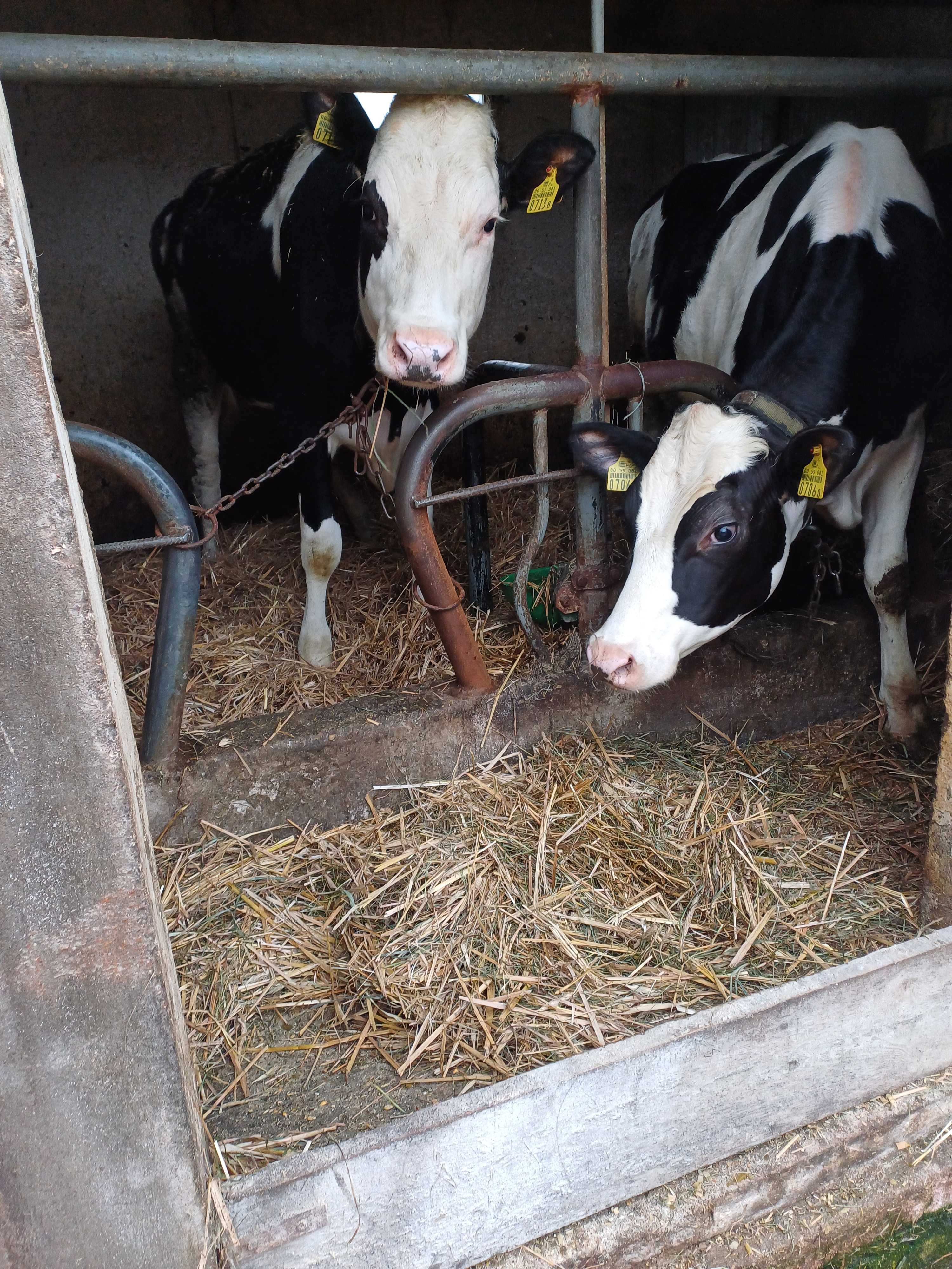 Jałówki mleczne HF do zacielenia Dalszej hodowli polecam