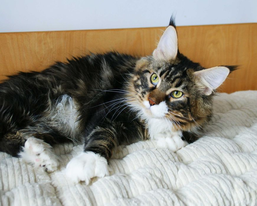Maine Coon Polydactyl - kocurek
