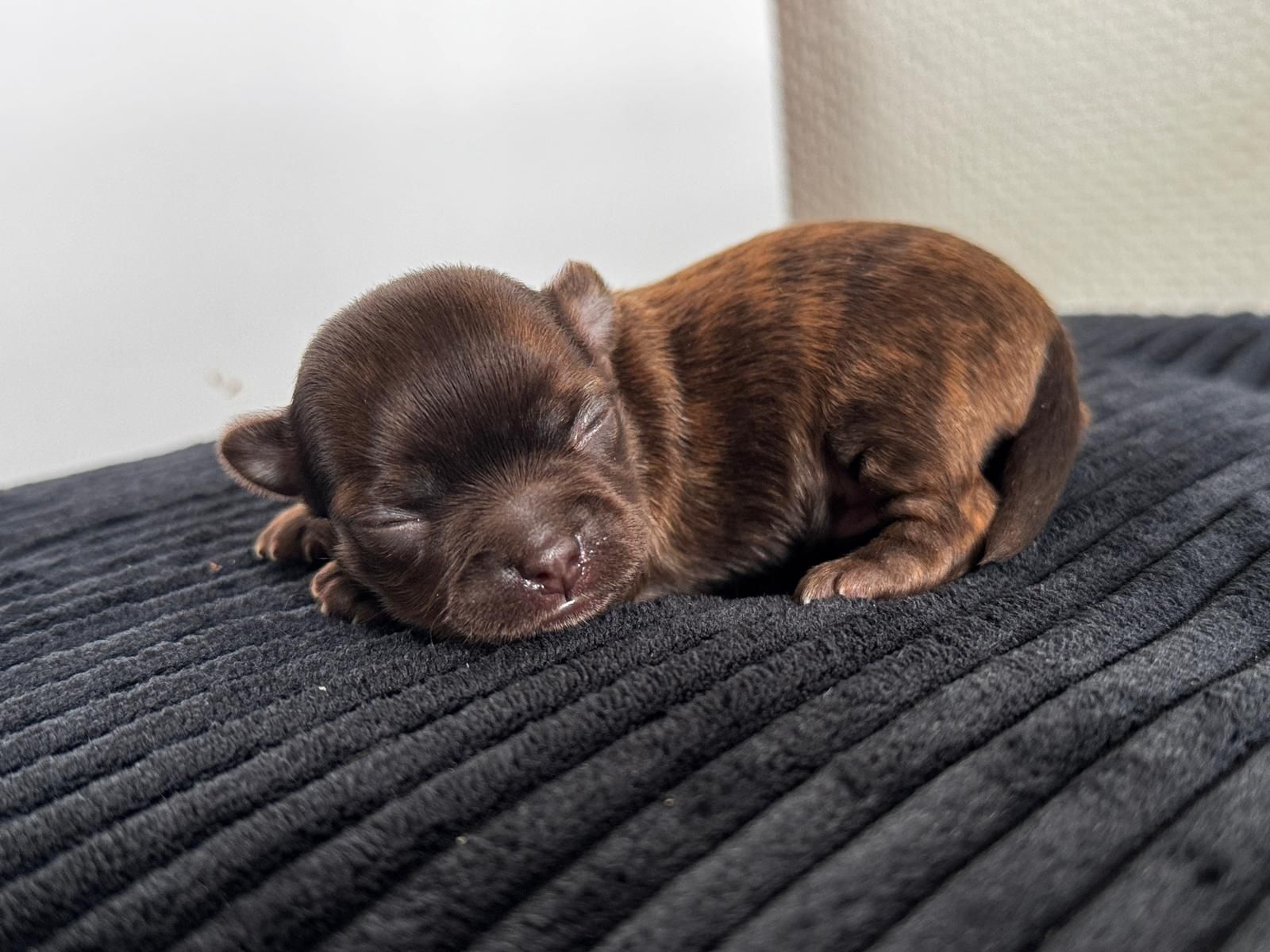 Chihuahua piesek . Może byc również jako REPRODUKTOTOR rzadkość! Jedyn