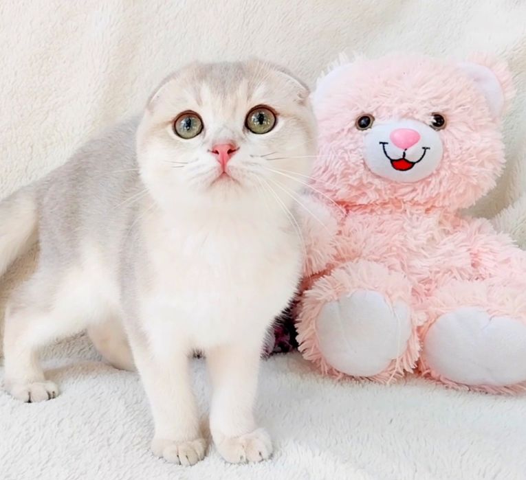 Няшний котик золота голуба шиншилка