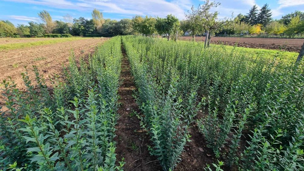 Ligustr Liguster zimozielony sadzonki