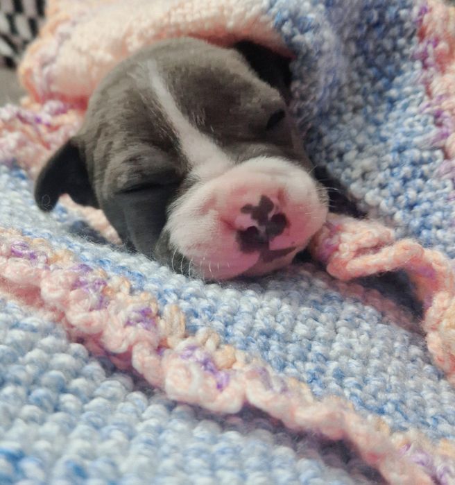 American Staffordshire Terrier Blue