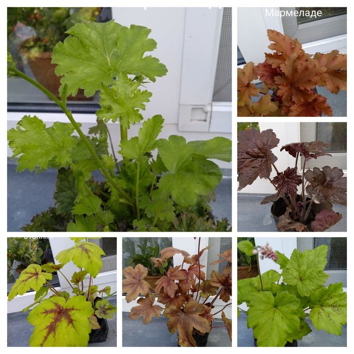 Гейхера багаторічна