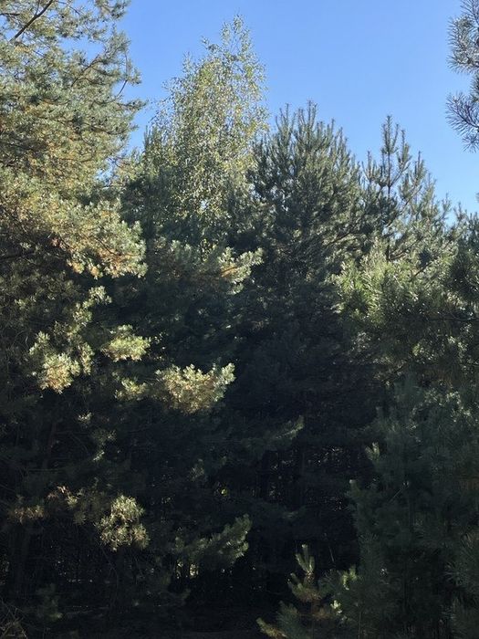 Продам масив землі 26 Га. С. Фасова. Без комісіі для Покупця