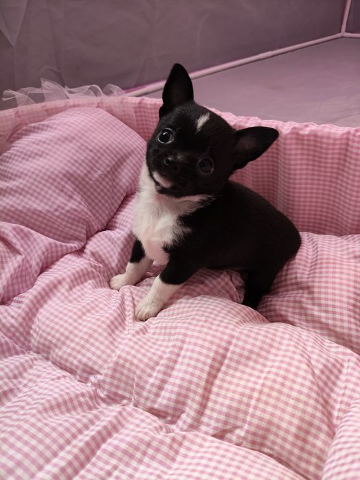 Чихуахуа дівчинка та два хлопчика