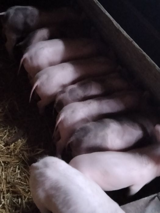 Продаються поросята