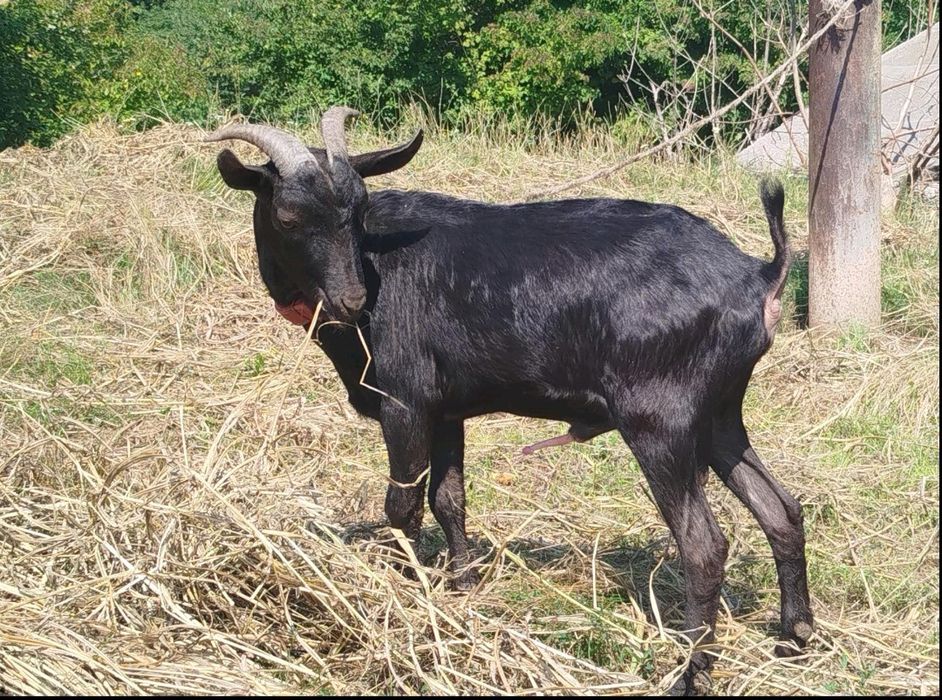 100% козел Мурсіано Гренадіна