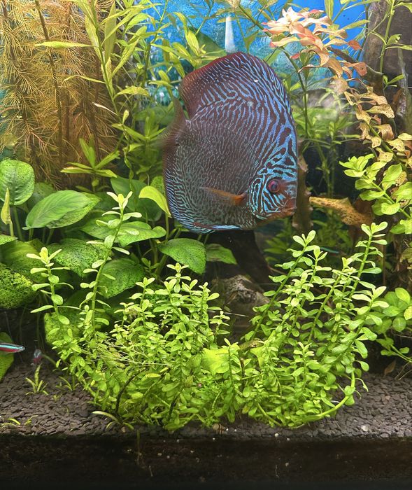 Акваруім 150 л комплект з обладнання Фіільтри Світло Київ Райдужний