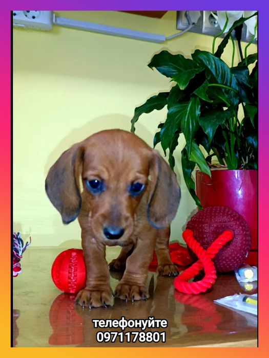 Міні-такси – маленькі сердечка у пошуках дому.