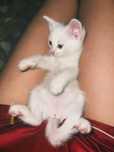 Котенок турецкой ангоры