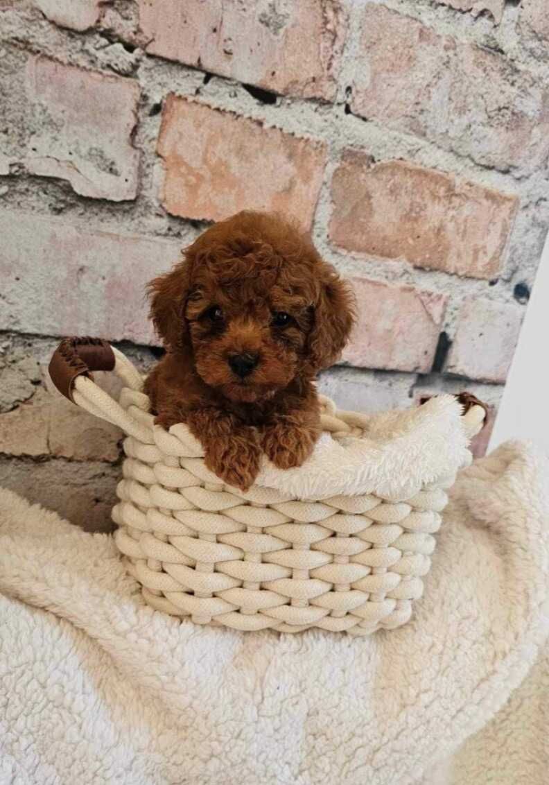 Caniche Red ㅤㅤㅤㅤ
