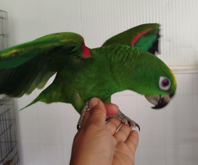 Amazona ochrocephala