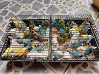 Diamantes Gould boa qualidade
