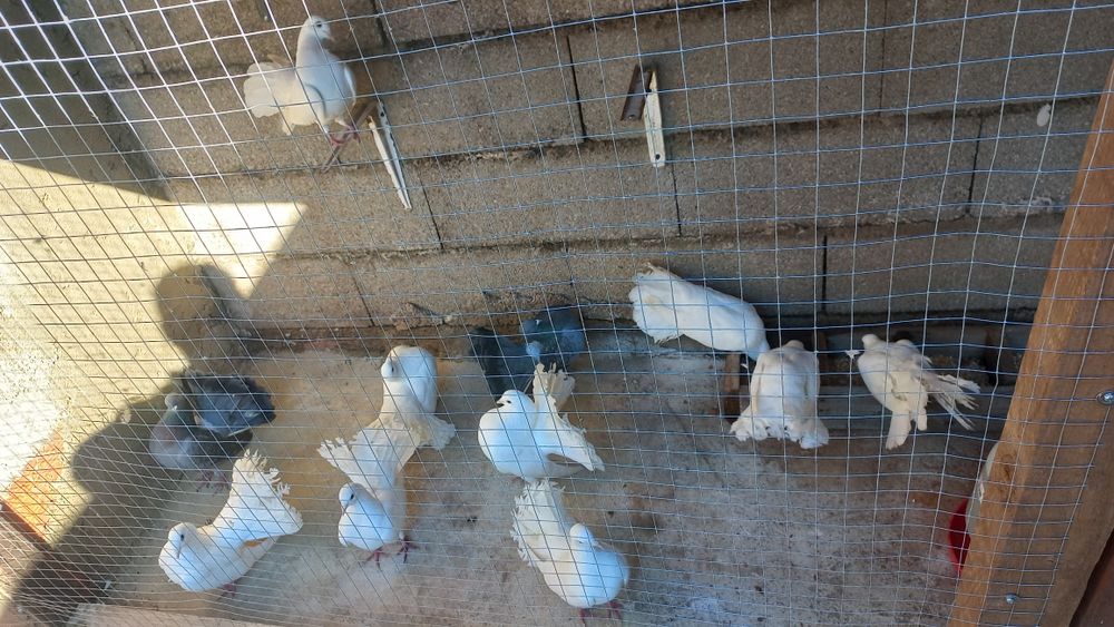 Pombos rabo de leque